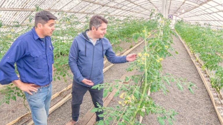 Expectativa por los tomates de RGA Alimentos
