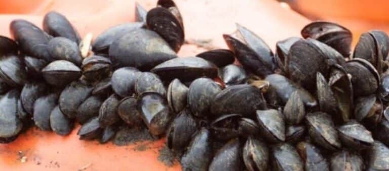 Declaran la veda de moluscos bivalvos en Punta Paraná