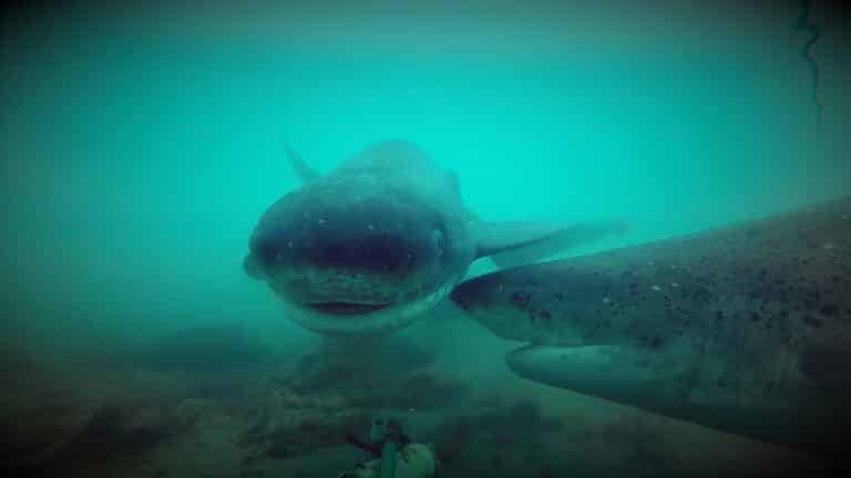¿Tiburones en Tierra del Fuego? Mitos y realidades de un actor clave para el ecosistema marino