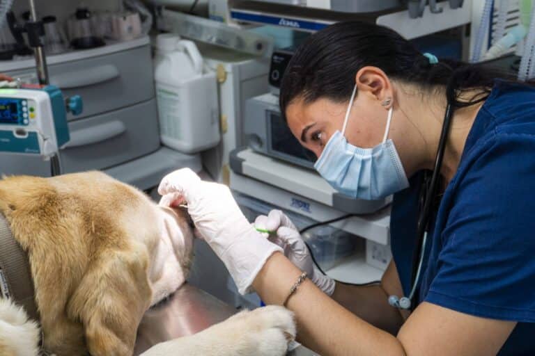 Notificaron al Colegio Médico Veterinario para que cumpla con las guardias veterinarias
