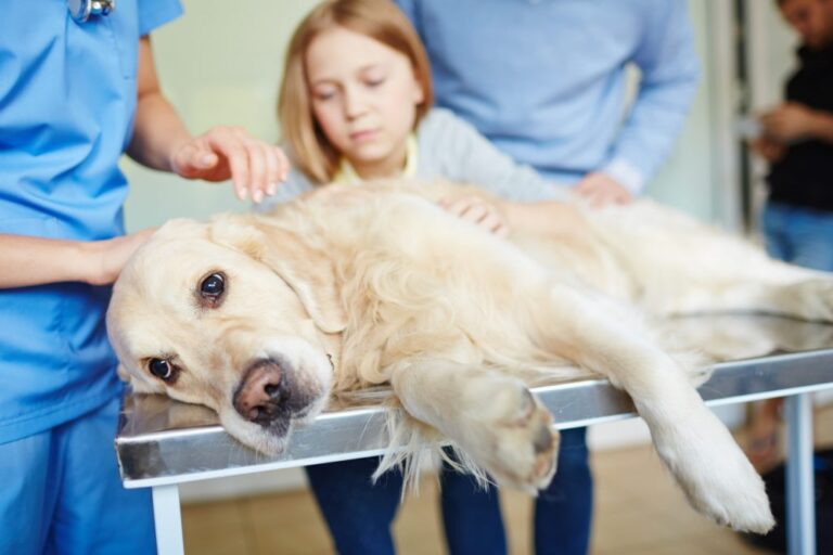 “Si el Estado quiere garantizar guardias veterinarias, debería abrir un hospital público”