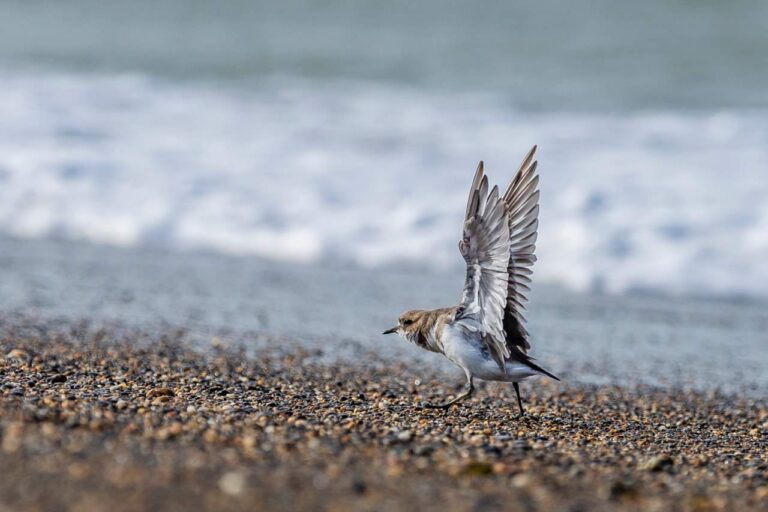 Se descartó gripe aviar en las aves muertas encontradas en la costa de Río Grande