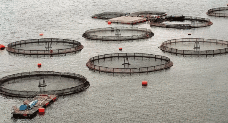 Salmoneras: Coto, Pino, Martínez y Dos Santos dieron dictamen al proyecto del Gobierno