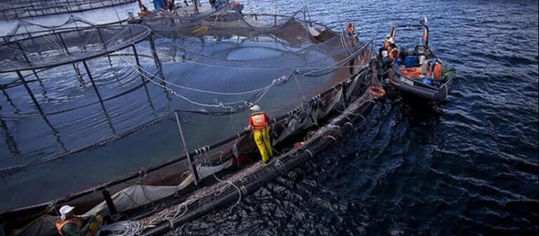 La discusión de salmoneras retoma sorpresivamente su debate en Río Grande