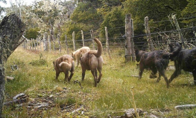 Se estima que en Tierra del Fuego hay alrededor de 25 mil perros sueltos