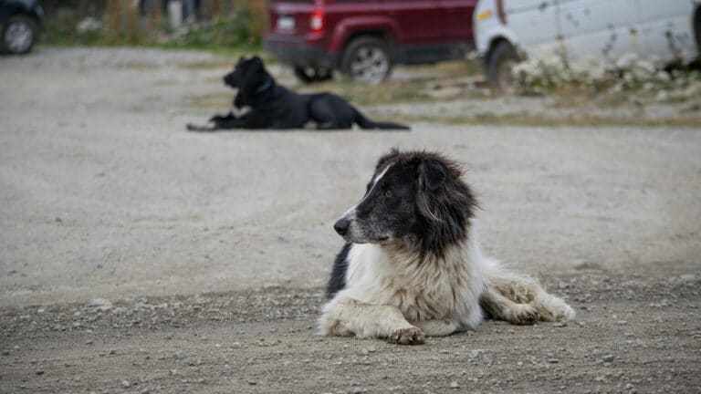 Estudio del CADIC-CONICET advierte que en Río Grande hay más de 14 mil perros sueltos